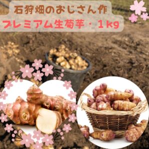 大人気商品・冷蔵便発送に変更【北海道のプレミアム生菊芋】 送料無料 フレッシュ 雪国おじさんの作品 菊芋 1kg 雪国の寒暖差で生まれる美味しさ 菊芋 無農薬 きくいも キクイモ おつまみ ダイエット 菊芋スープ 菊芋ポタージュ 菊芋茶 国産 菊芋 サプリ