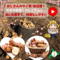 大人気商品・冷蔵便発送に変更【北海道のプレミアム生菊芋】 送料無料 フレッシュ 雪国おじさんの作品 菊芋 1kg 雪国の寒暖差で生まれる美味しさ 菊芋 無農薬 きくいも キクイモ おつまみ ダイエット 菊芋スープ 菊芋ポタージュ 菊芋茶 国産 菊芋 サプリ