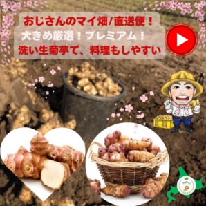 大人気商品・冷蔵便発送に変更【北海道のプレミアム生菊芋】 送料無料 フレッシュ 雪国おじさんの作品 菊芋 1kg 雪国の寒暖差で生まれる美味しさ 菊芋 無農薬 きくいも キクイモ おつまみ ダイエット 菊芋スープ 菊芋ポタージュ 菊芋茶 国産 菊芋 サプリ
