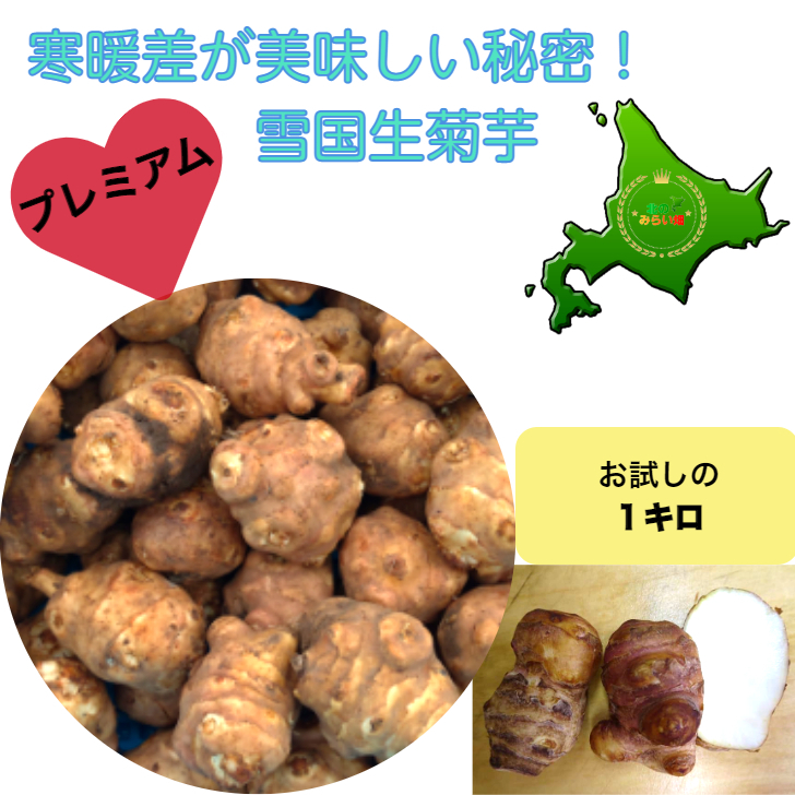 大人気商品・１１月から発送【北海道のプレミアム生菊芋】 送料無料