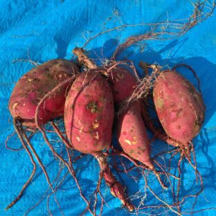 前回のブログ投稿のさつまいもはコレ！