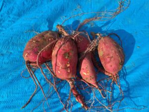 プリプリ採れたて野生栽培さつまいも