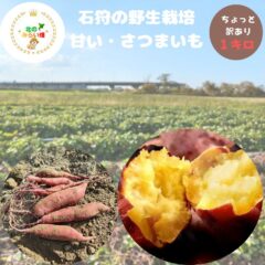 久しぶりの投稿＆野生栽培さつまいも販売終了！