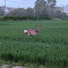 「野生栽培がもたらす奇跡：有機栽培と自然栽培の真の違い」