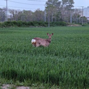 「野生栽培がもたらす奇跡：有機栽培と自然栽培の真の違い」