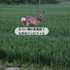 最近、SNSでバズッた商品の動画を再度UPします(*'▽')