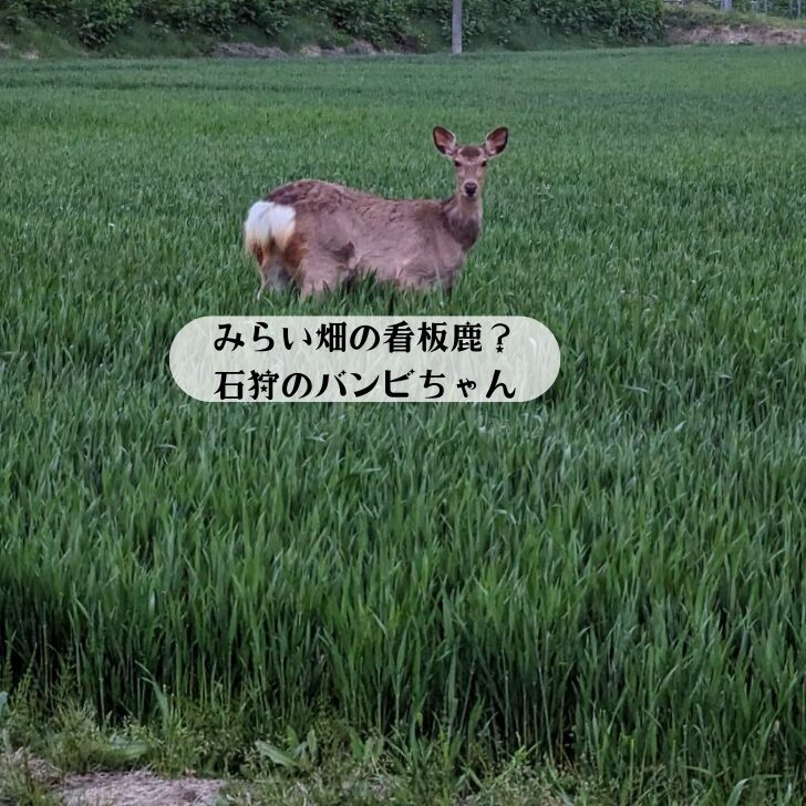 北海道のこだわり自然食とおやつ | 石狩のみらい畑