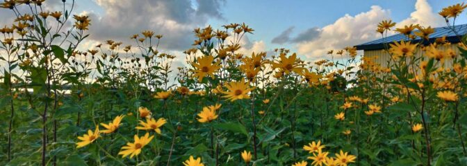 北海道のこだわり自然栽培食品　特集